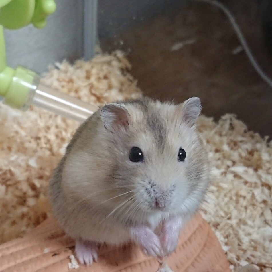 ろじ君のカバー写真