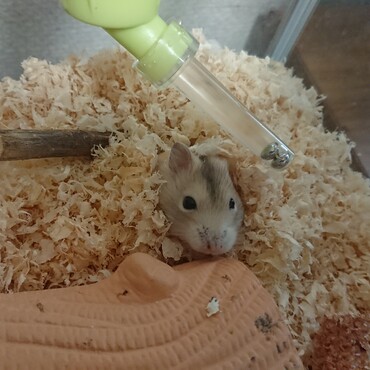 ちょっと恥ずかしい、内気君です。