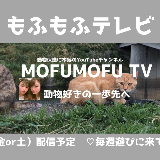 もふもふテレビ【MOFUMOFU TV】のカバー写真