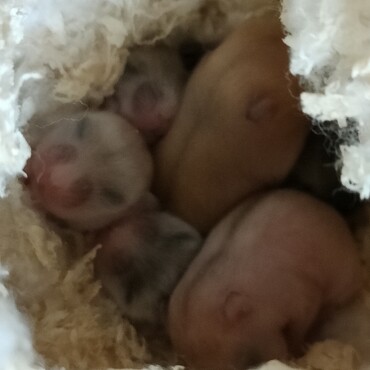 しま社長と秘書ましろの子ハムです。しま社長はお空から応援していますよ！