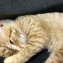 生後3か月の子猫保護