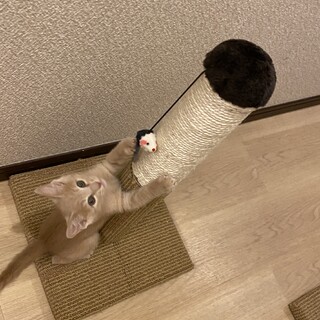 チャイ君　