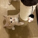 ラテちゃん　
