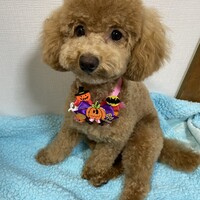 ラム