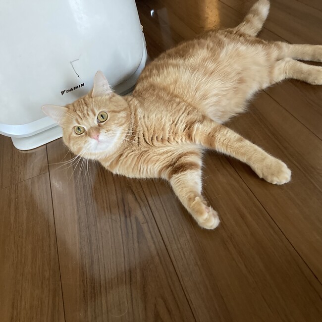 こずまるのカバー写真