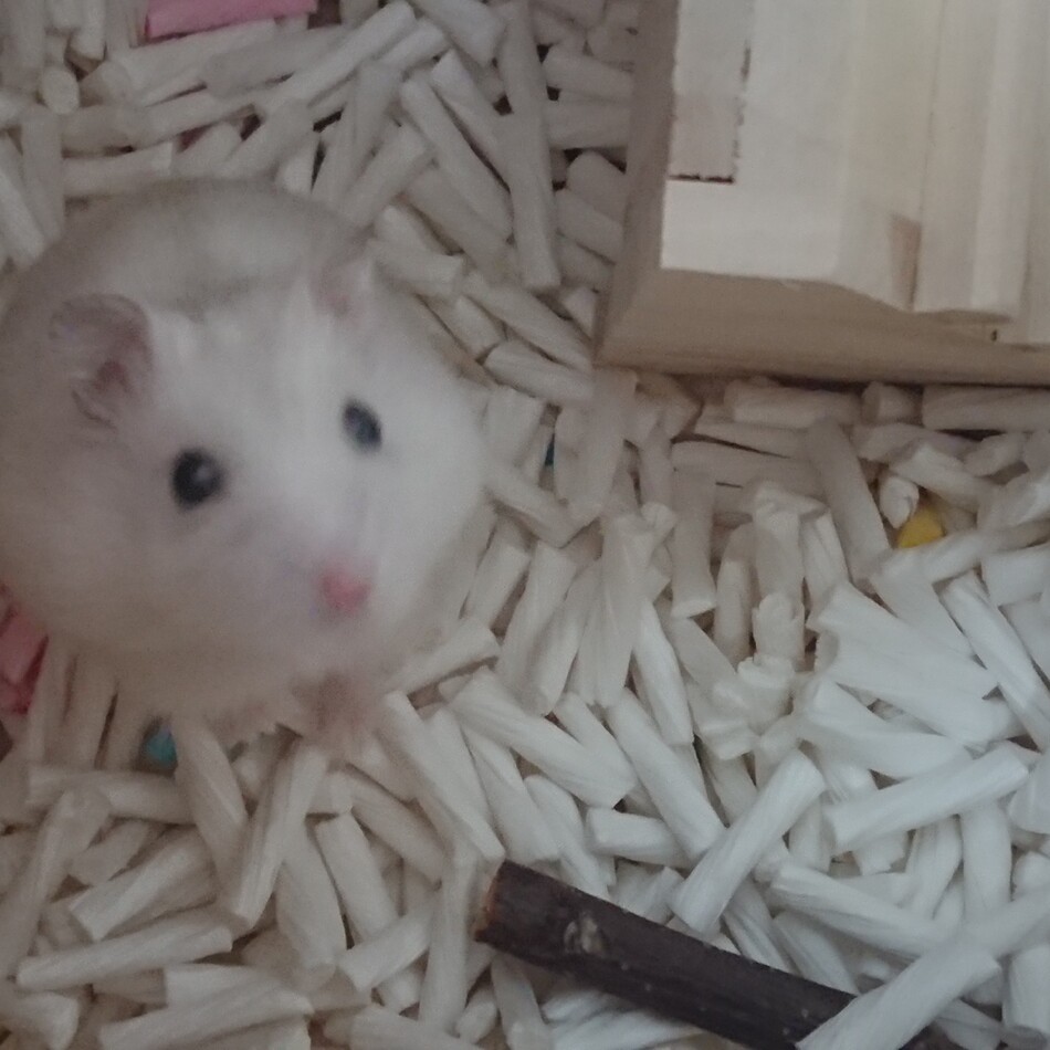 ましろちゃんのカバー写真