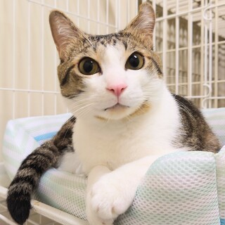 どっしりボディに長いしっぽ　キジ白「ゴンベ」くん