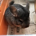 チンチラ 4歳 元気いっぱいの男の子