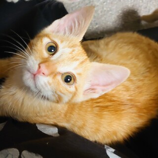 膝の上が大好き　慣れ慣れの「タン・ジロー」くん