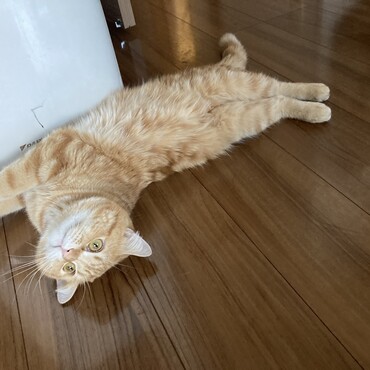 のびのび