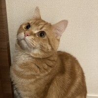ごろう