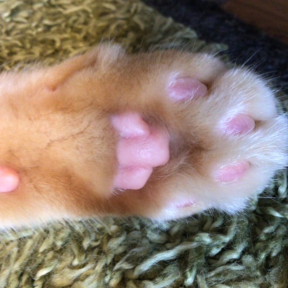 ごろうのカバー写真