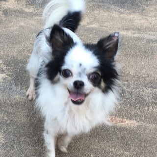 チワワの里親募集します❗️