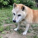 おっとりおじいワンに穏やかな暮らしを