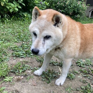 おっとりおじいワンに穏やかな暮らしを