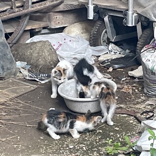 可愛らしい三毛猫姉弟