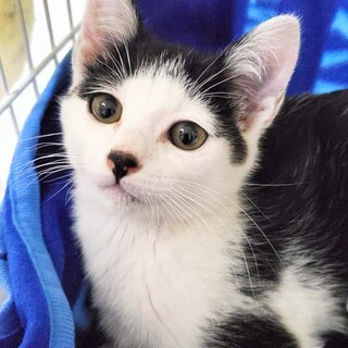 里親様決定！[ムク]くん♂