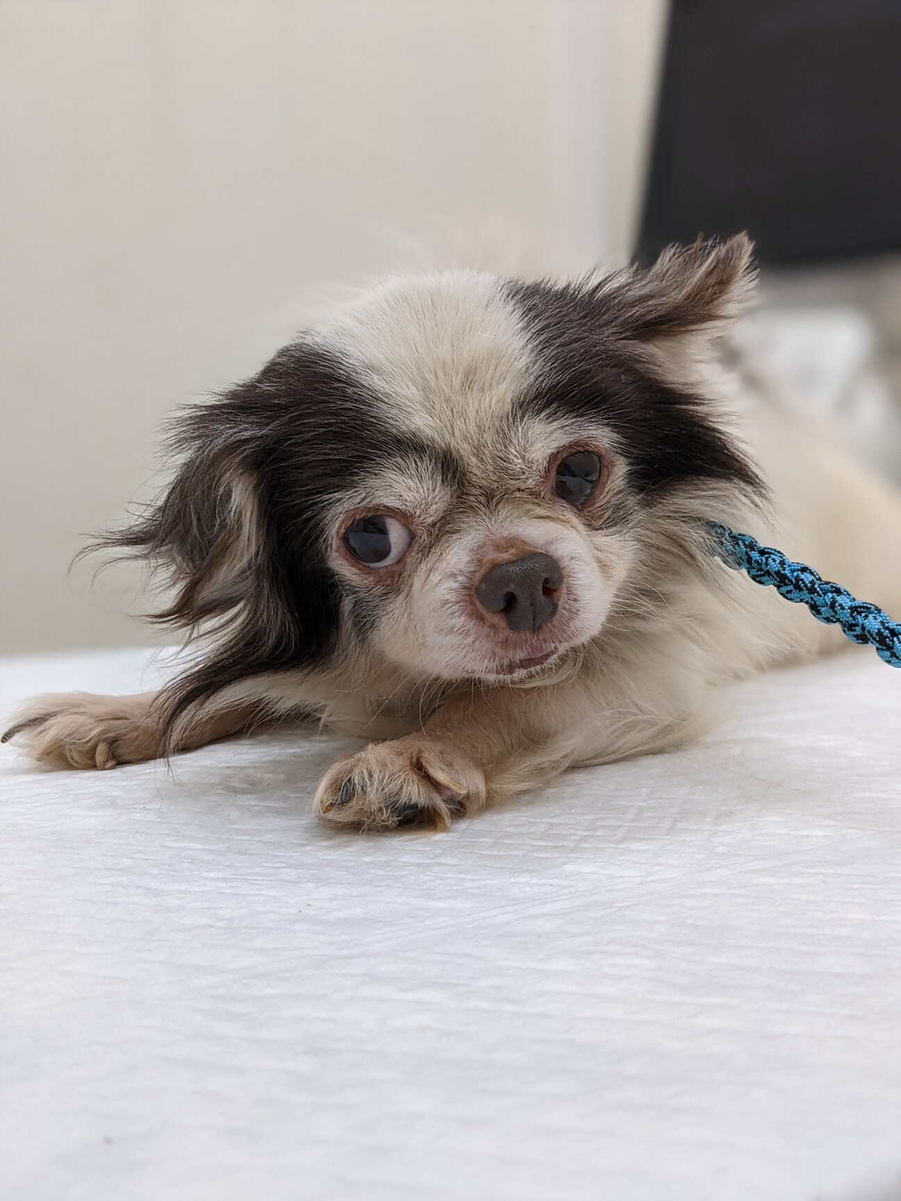 チワワ まなぶ推定11歳 神奈川県 犬の里親募集 3609 ペットのおうち 月間利用者150万人