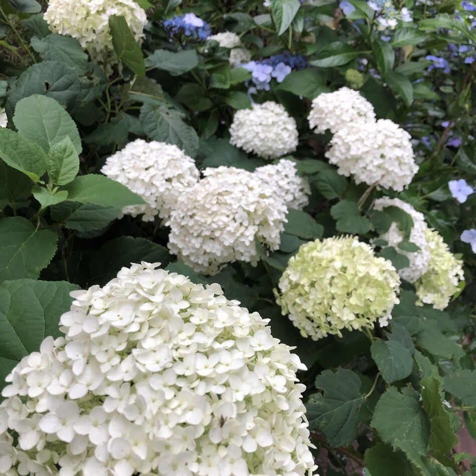 名前はありませんのカバー写真