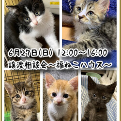 譲渡相談会〜福ねこハウス〜