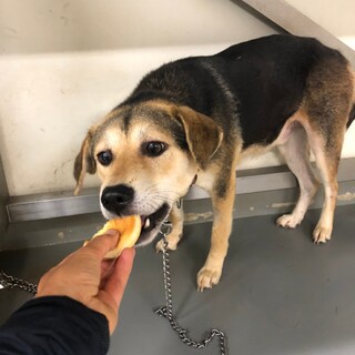 緊急！！お散歩上達、イケメン野犬こげきち君