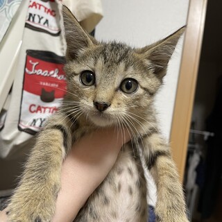 キジトラ6つ子のしっぽがかわいい男の子！