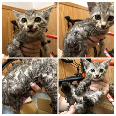 ■保護した当日の写真です