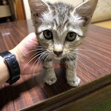 ■病院でシャンプーしてもらって、ふわふわになりました‼︎