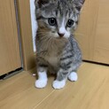 キジトラ6つ子のハイソックス女子！