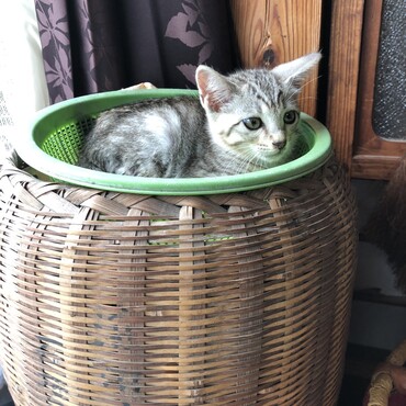 ■お気に入りのカゴ