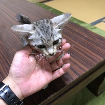 ■撫でられて気持ちいいと、耳が倒れます‼︎