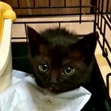 急募！2ヶ月弱黒猫♀