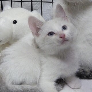 好奇心旺盛！元気いっぱいな女の子【姉妹】