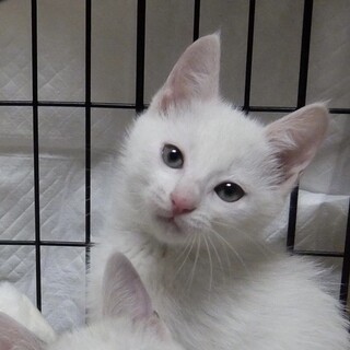 マイペースで天真爛漫な女の子【姉妹】