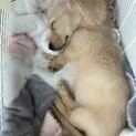 小さい命を救いたいです。
