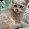 素敵な里親様が見つかりました♡アルくん