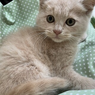 素敵な里親様が見つかりました♡アルくん