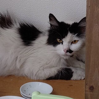 2歳程度の長毛女の子