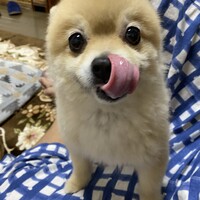 ぽんた