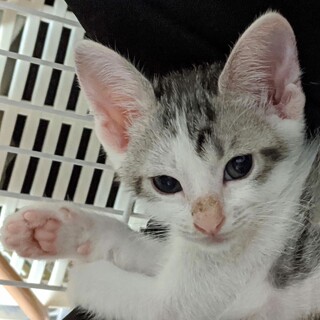 募集停止❤キャンドルテールサバ白