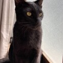 シャープなお顔で動きしなやかな黒ネコくん