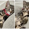 キジトラ子猫：元気で寂しがりやのてるくん サムネイル2