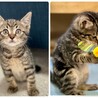 キジトラ子猫：元気で寂しがりやのてるくん サムネイル3