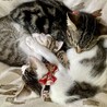 キジトラ子猫：元気で寂しがりやのてるくん サムネイル7