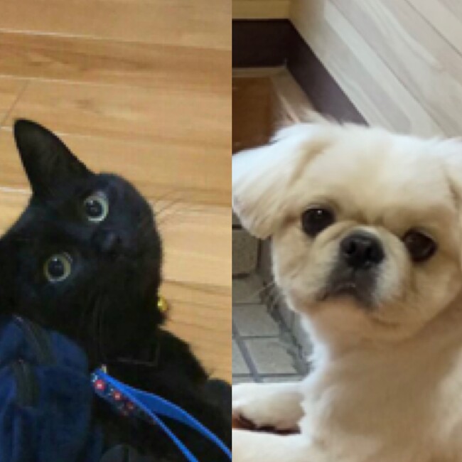 黒ペンギンのカバー写真