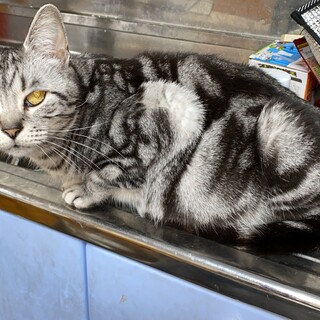 小柄なアメリカンショートヘア7歳　女の子