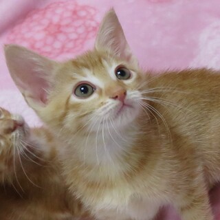 不二子ちゃん☆女の子☆2ヶ月弱