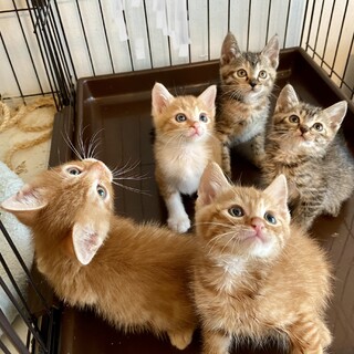 【8/15芝浦】茶トラ＆麦わら短足★短尾ベイビーズ