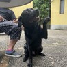 5歳♂純血の黒ラブ(去勢済) サムネイル3