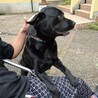 5歳♂純血の黒ラブ(去勢済) サムネイル4